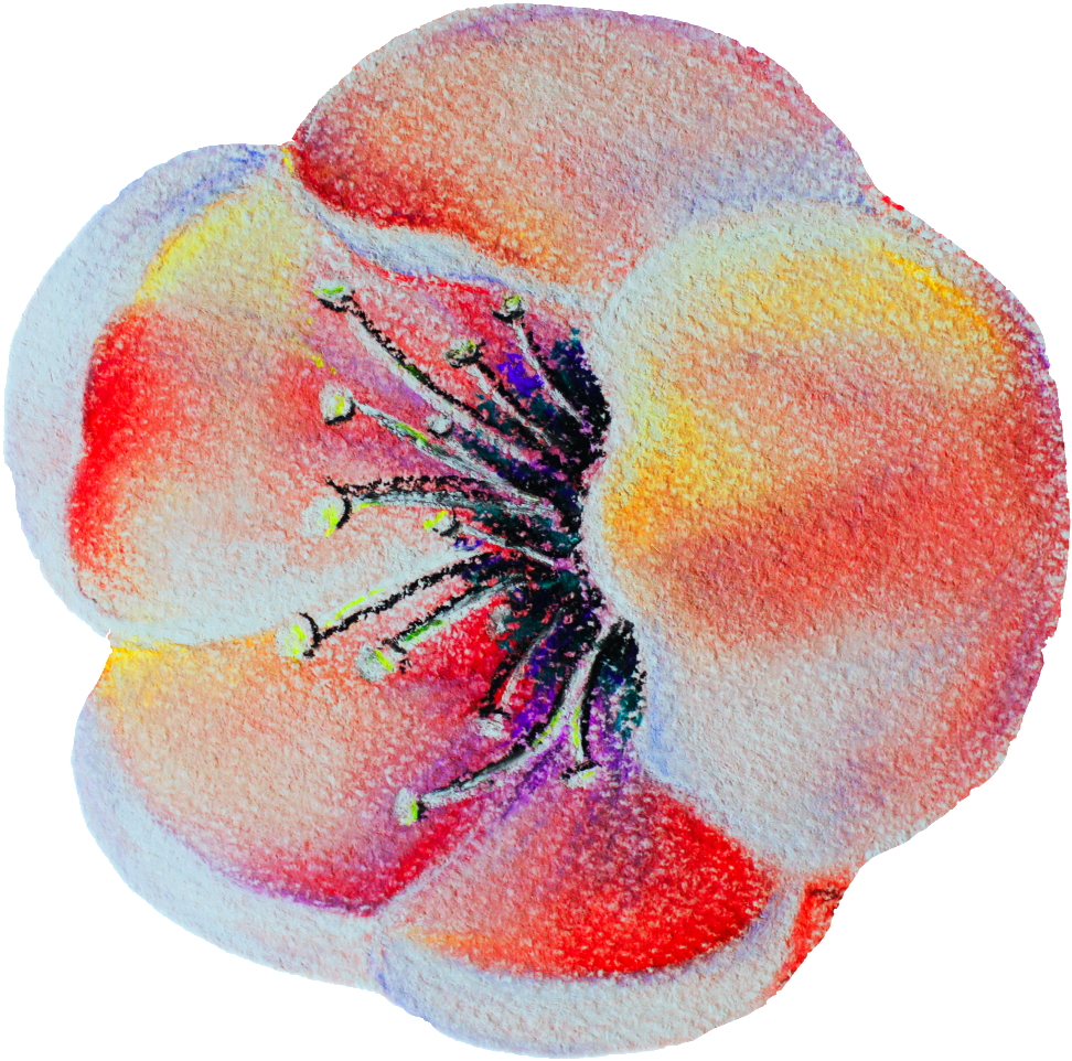 Transparent Ornamental For Tulip Flowers - Corn Poppy (1024x1074), Png Download