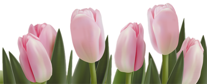 Transparent Pink Tulips Png (670x272), Png Download