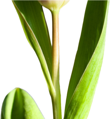 Tulip Png Transparent Images - Free Tulip (640x480), Png Download