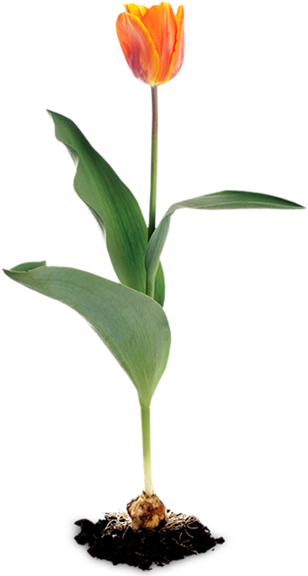 Tulip - Tulipe Plant (356x644), Png Download