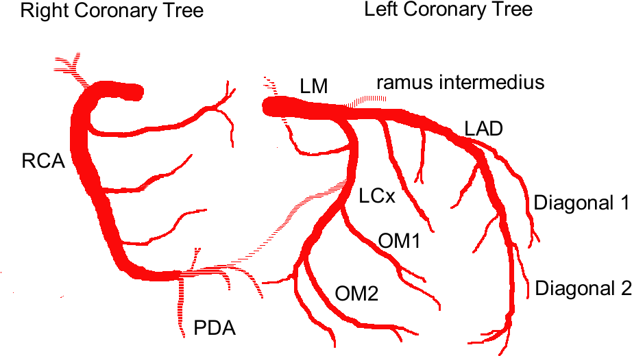 Pudenda externa артерия. Восходящая глоточная артерия, a. Голубые артерии 4 буквы. Начальные ветви артерии субклавиа. Продолжение arteria subclavia.