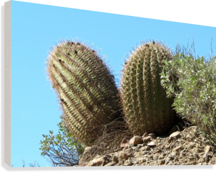 City Art Brooklyn Bridge In Detail - Hedgehog Cactus (429x344), Png Download