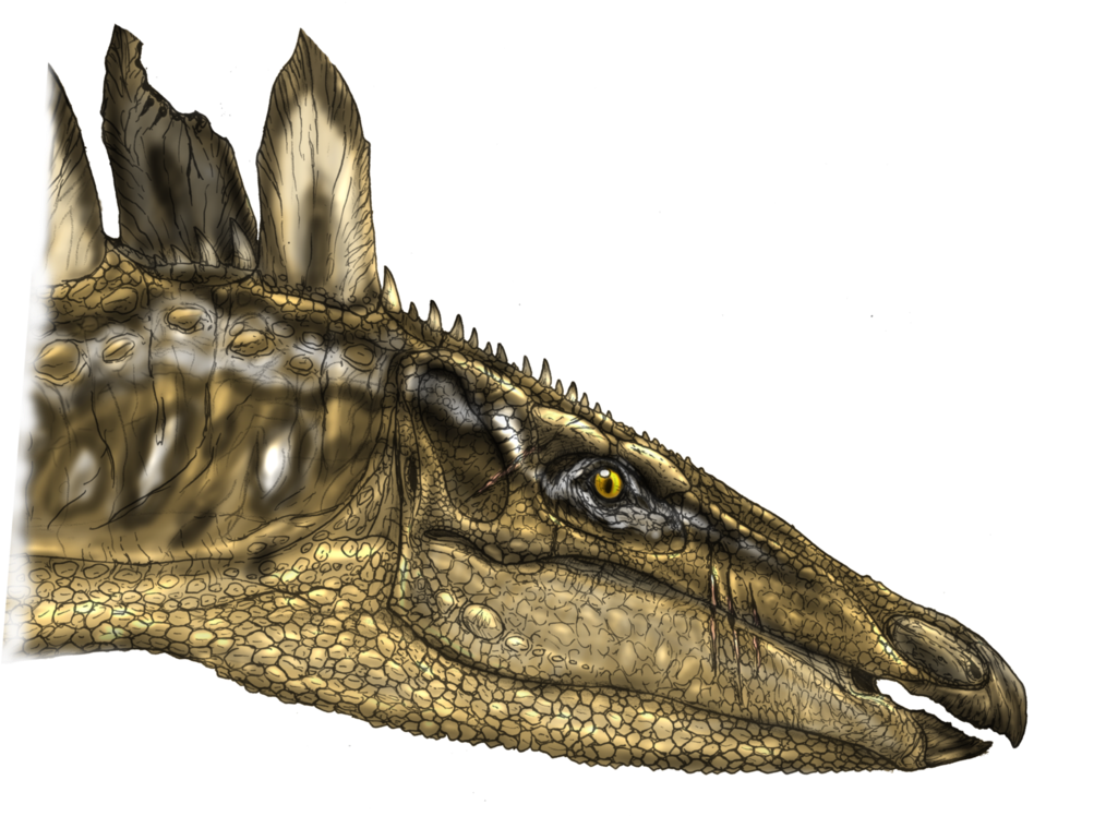 Stegosaurus Head By Fafnirx - Stegosaurus Head (1024x771), Png Download