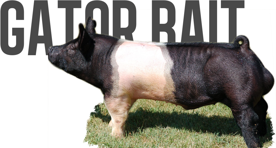 Dead On X Super 8 X Vintage - Domestic Pig (1131x576), Png Download