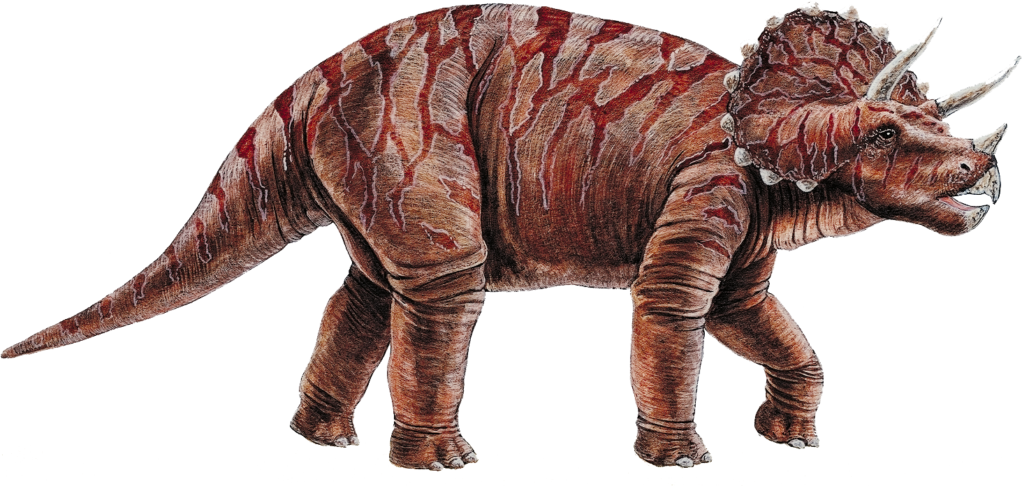 Triceratops Cretaceous Dinosaur Transprent Png Free - Dinosaur Height In Feet (1466x718), Png Download