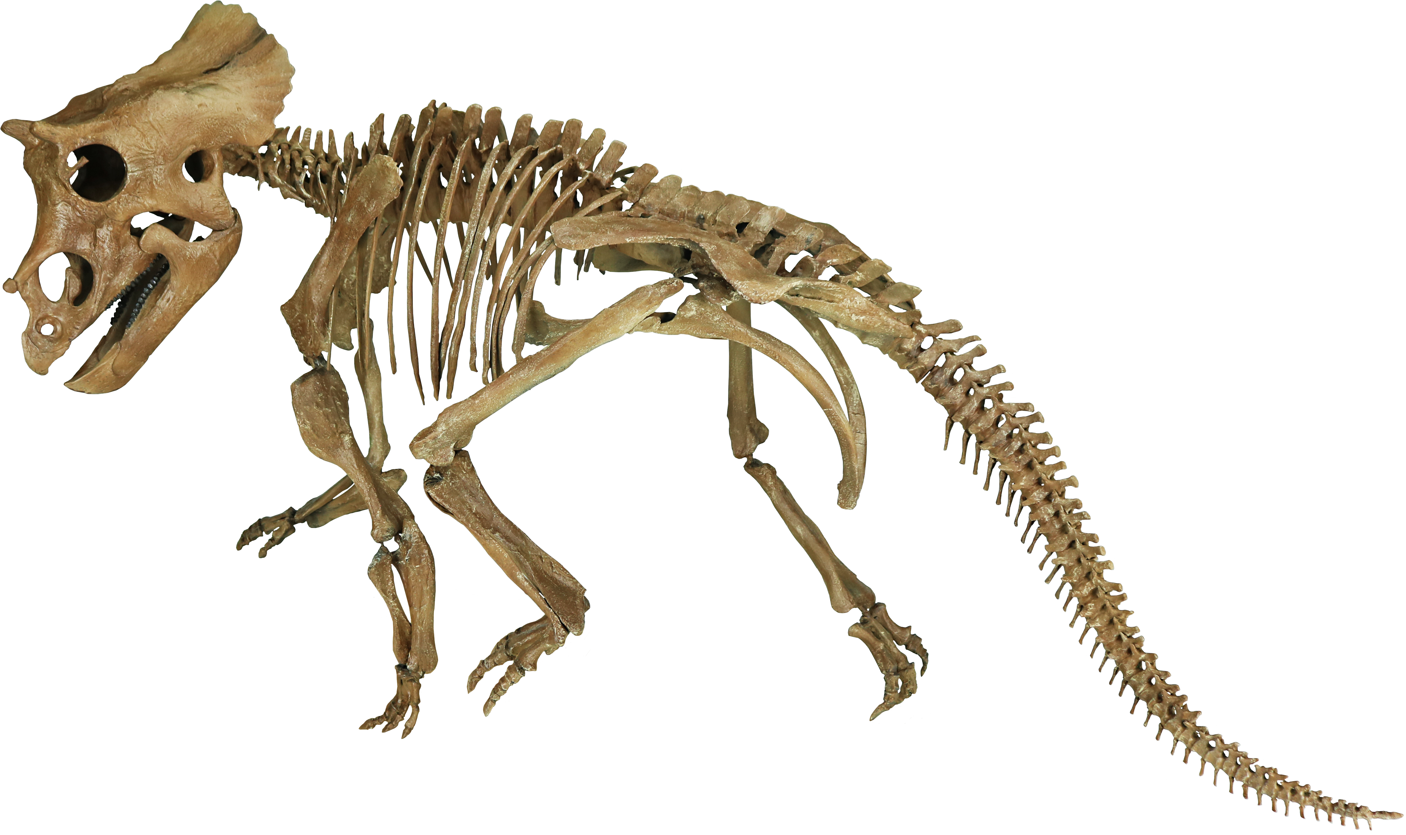 Triceratops Prorsus Juvenile - Juvenile Triceratops Skeleton (4833x2871), Png Download