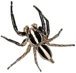 Spider Control - Wolf Jumping Spider (450x300), Png Download