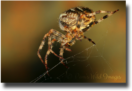 Img 3425 - Jpg - Spider Web (520x370), Png Download