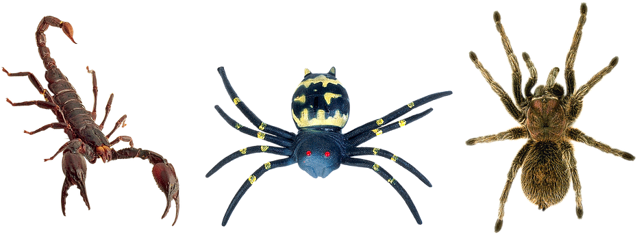 Scorpion, Spiders, Tarantula, Butafpriâ, Spider Man - Creepy Halloween Spider Shirts For Men Or Women (960x362), Png Download