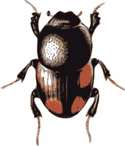 Beetle - Beetle Clipart (510x593), Png Download