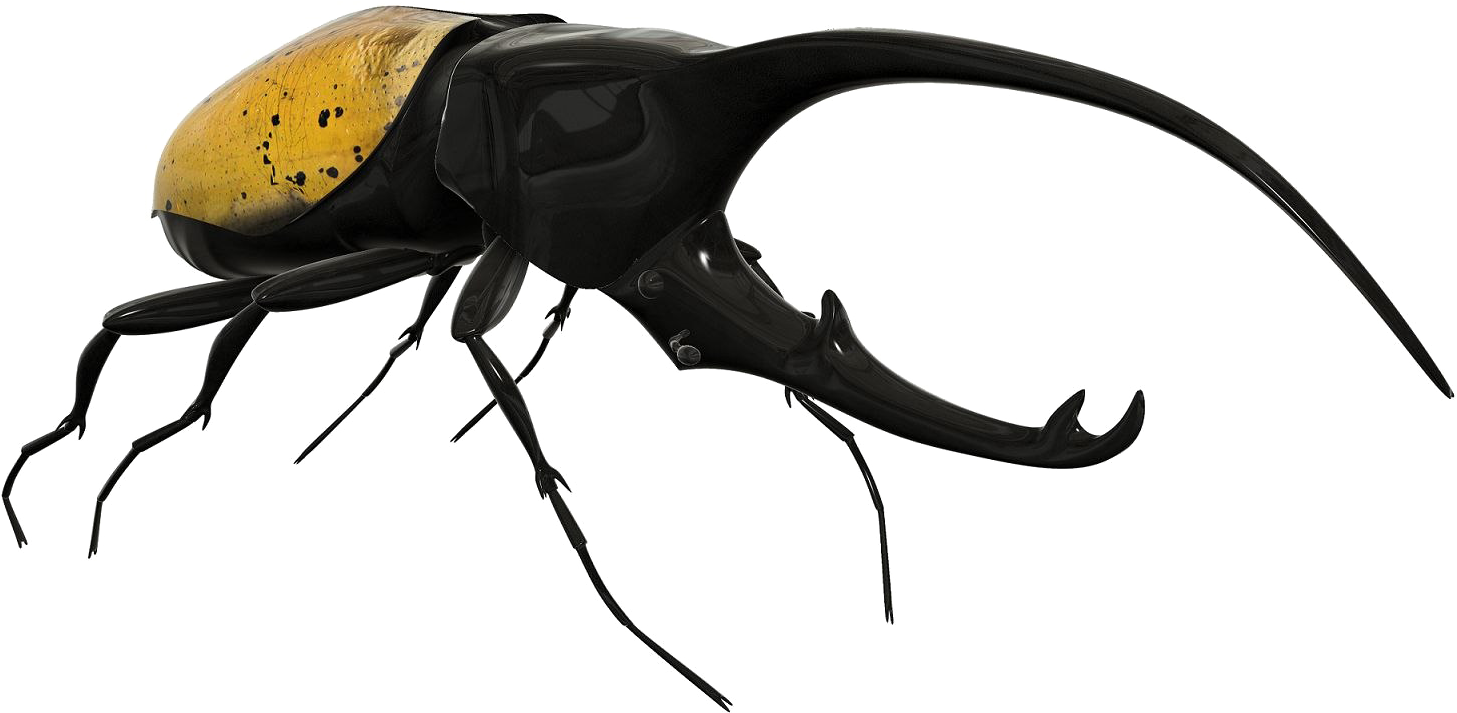 Beetle Png Image Background - Rhinoceros Beetle Beetle Png (1632x824), Png Download