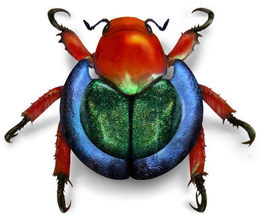 Wikimedia Beetle - Beetle (599x533), Png Download