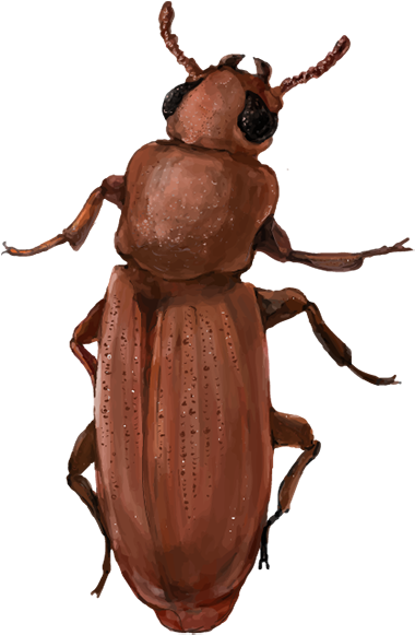 201510 Red Flour Beetle - Red Flour Beetle (400x605), Png Download