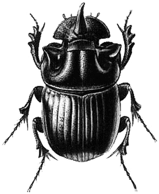 Beetle Black Illustration - Realistic Rhino Beetle Drawing (400x400), Png Download
