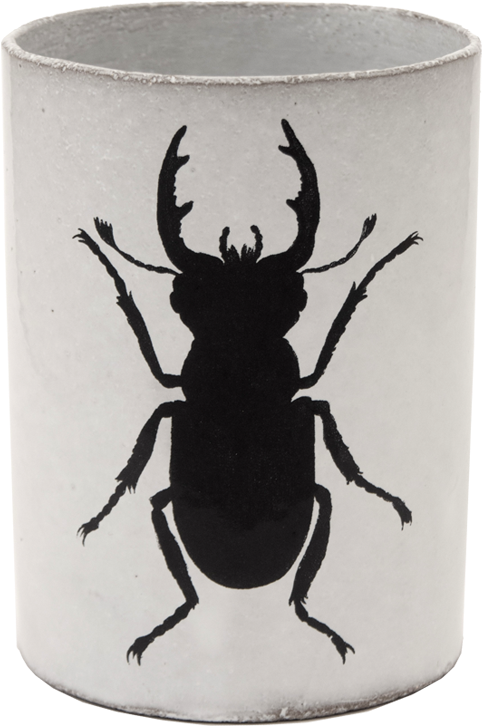 Insect (800x800), Png Download