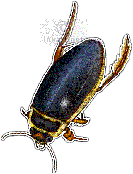 Great Diving Beetle - Cafepress Beetles Of The World Throw Pillow (454x590), Png Download