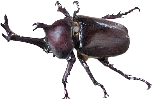 Rhinoceros Beetle Png - Beetle .png (500x335), Png Download
