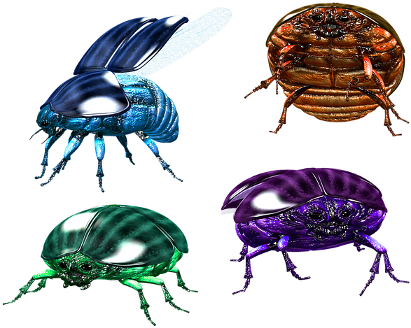 Beetle (640x499), Png Download