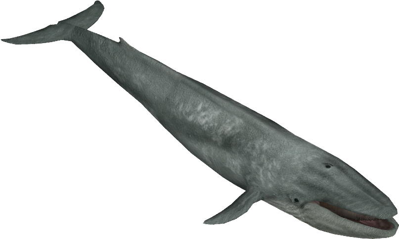 Blue Whale - Zoo Tycoon Blue Whale (806x806), Png Download