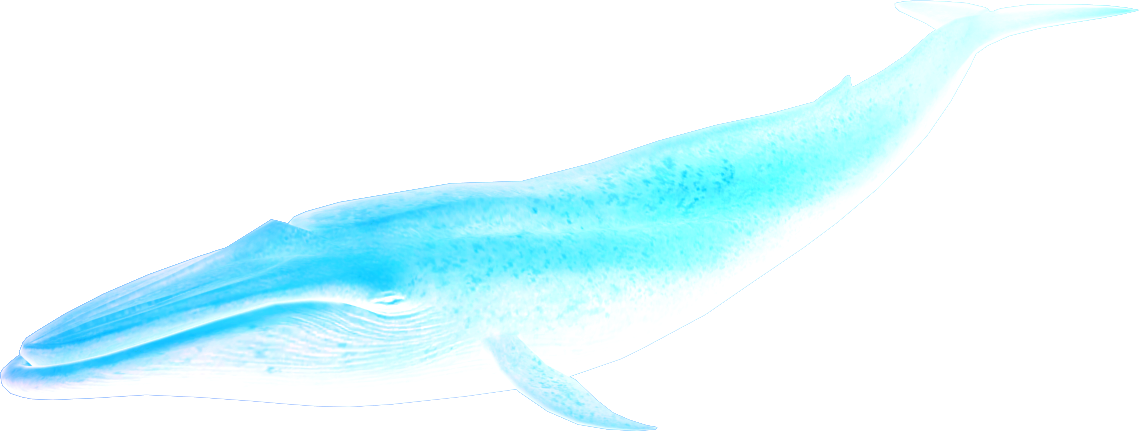 Almighty Aquatic- Great Whale - Blue Whale (1139x431), Png Download