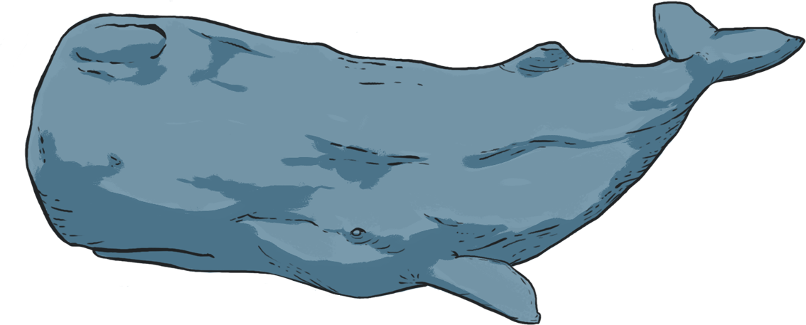 What Is Photo-identification - Blue Whale (1134x457), Png Download