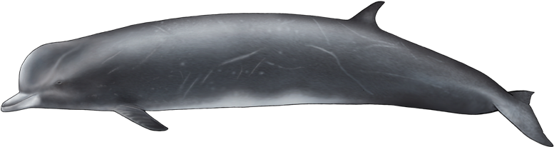 It Was Vulnerable Specie For Whaling Between , During - Northern Bottlenose Whale Png (800x400), Png Download