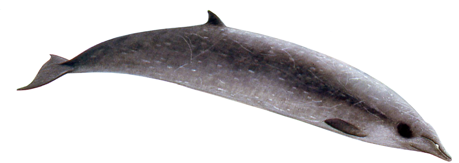 Sowerby Beaked Whale Male (1622x635), Png Download