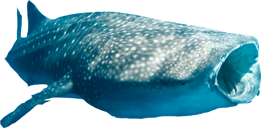 Sharkwhale Clipart Png - Whale Shark Cut Out (855x421), Png Download