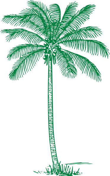 Green Palm Tree Clip Art - Coconut Tree Pencil Drawing (372x597), Png Download