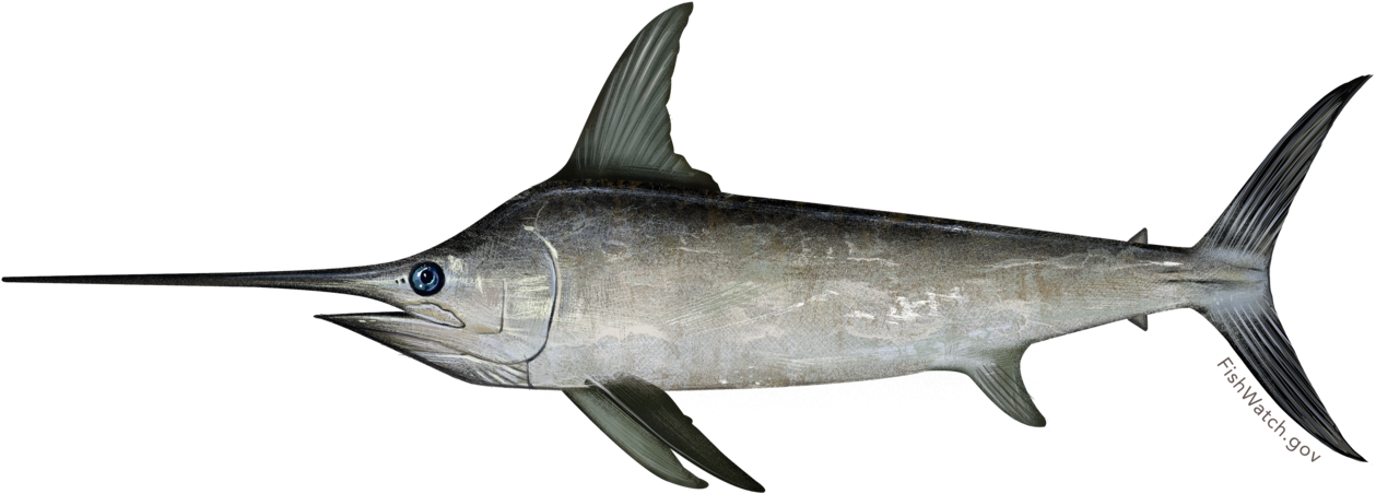 Swordfish - Black Swordfish (1279x492), Png Download