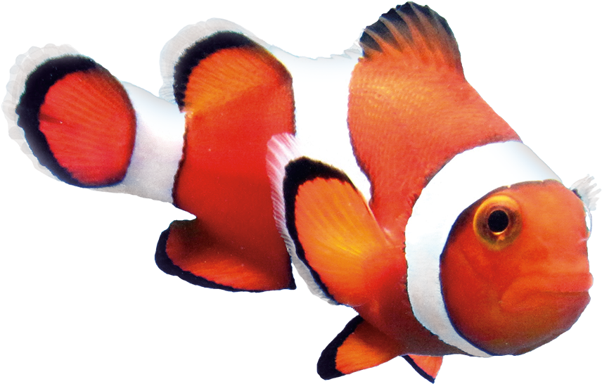 Study Finds Optimal Level Of Astaxanthin In Feed Results - Real Clown Fish Png (980x669), Png Download
