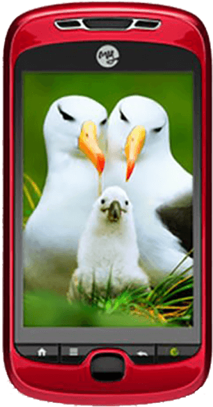 Not Your Device - Life Cycle Of Birds: From Egg (600x600), Png Download