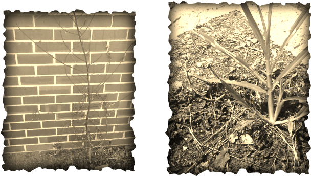 Colegio De San Francisco Javier Palompon Leyte (608x344), Png Download