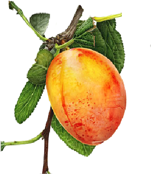 Mango Bajito - Watercolor Painting (442x442), Png Download