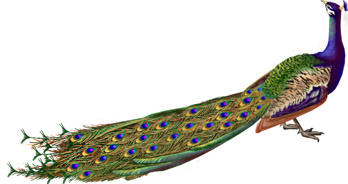 Krishna Flute With Peacock Feather Png - Pikok Png (700x370), Png Download
