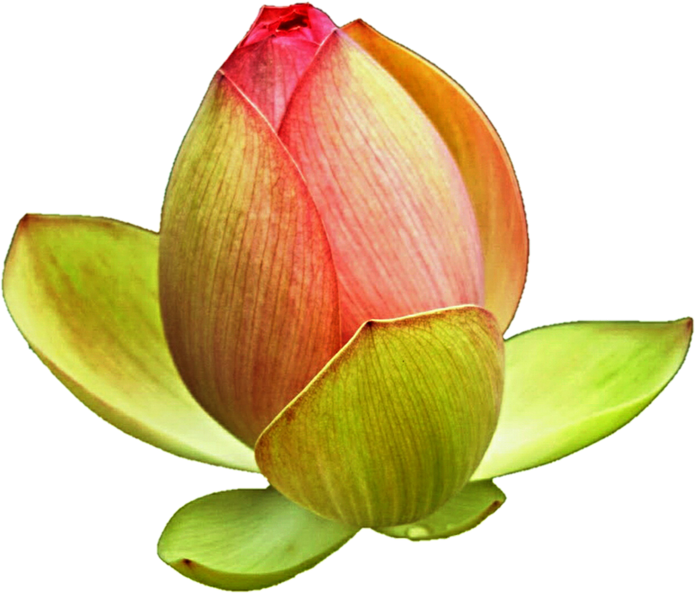 Lotus Bud By Jeanicebartzen27 On Deviantart - Lotus Buds Png (1024x879), Png Download