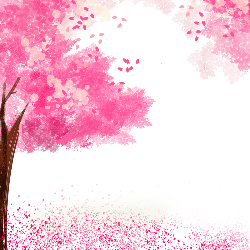 Cherry Tree, Cherry Blossoms, Pink, Pink Cherry Blossoms - Cherry Blossom (800x800), Png Download