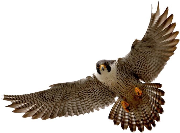 Hawk Clipart Png - Falcon Png (800x533), Png Download