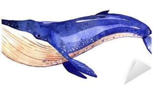 Watercolor Whale, Hand Painted Illustration Isolated - Ballena Sobre Fondo Blanco (400x400), Png Download