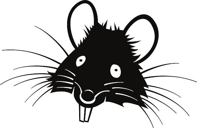 The Tony Soto Show - Black Rat Clipart (640x418), Png Download