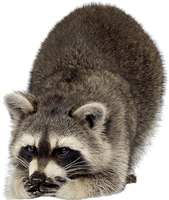 Raccoon Looking Down Left - Exploring The World Of Raccoons (400x400), Png Download