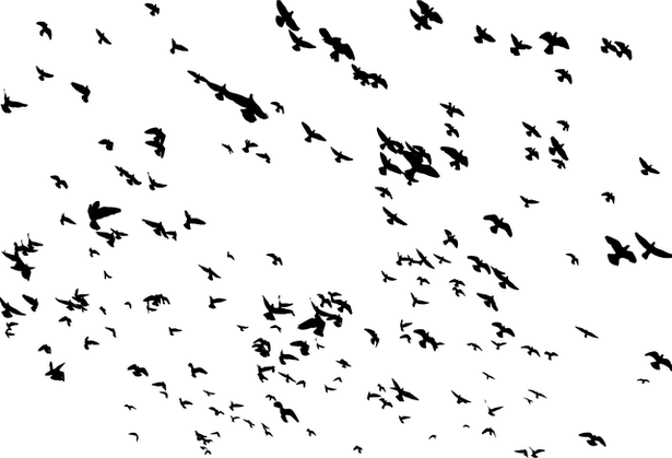 Flying Bird Png Image - Flock Of Birds Png (615x419), Png Download