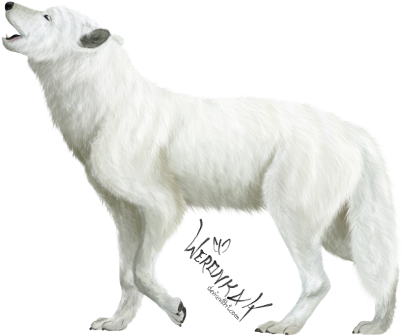 White Wolf Art Png (680x567), Png Download