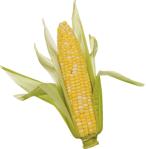 Corn Png Clipart - Being Naked: A Nine Week Journey Towards Self-awareness (587x599), Png Download