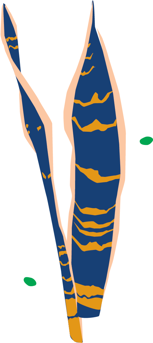 Bird Of Paradise - Illustration (967x1310), Png Download