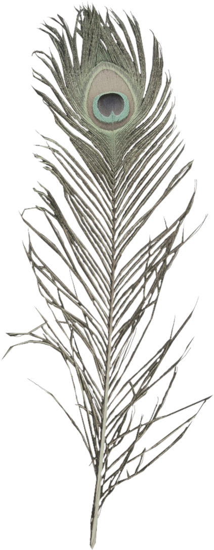 Krishna Flute With Peacock Feather Images - Pluma De Pavo Real Png (900x1213), Png Download