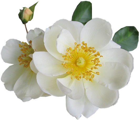 White Rose Png Transparent Images - White (640x480), Png Download