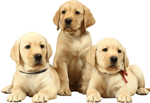 Billings Puppy Training - Natural Health And Nutrition For Dogs (678x436), Png Download