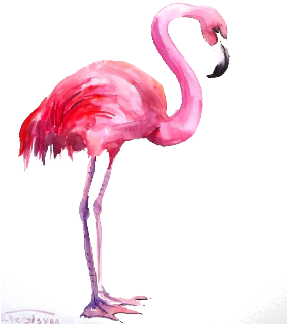 Flamingo Transparent Painted - Flamingo Watercolor (564x761), Png Download