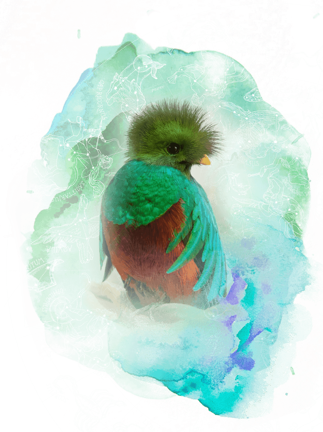Your Reading Includes - Quetzal (1100x1467), Png Download
